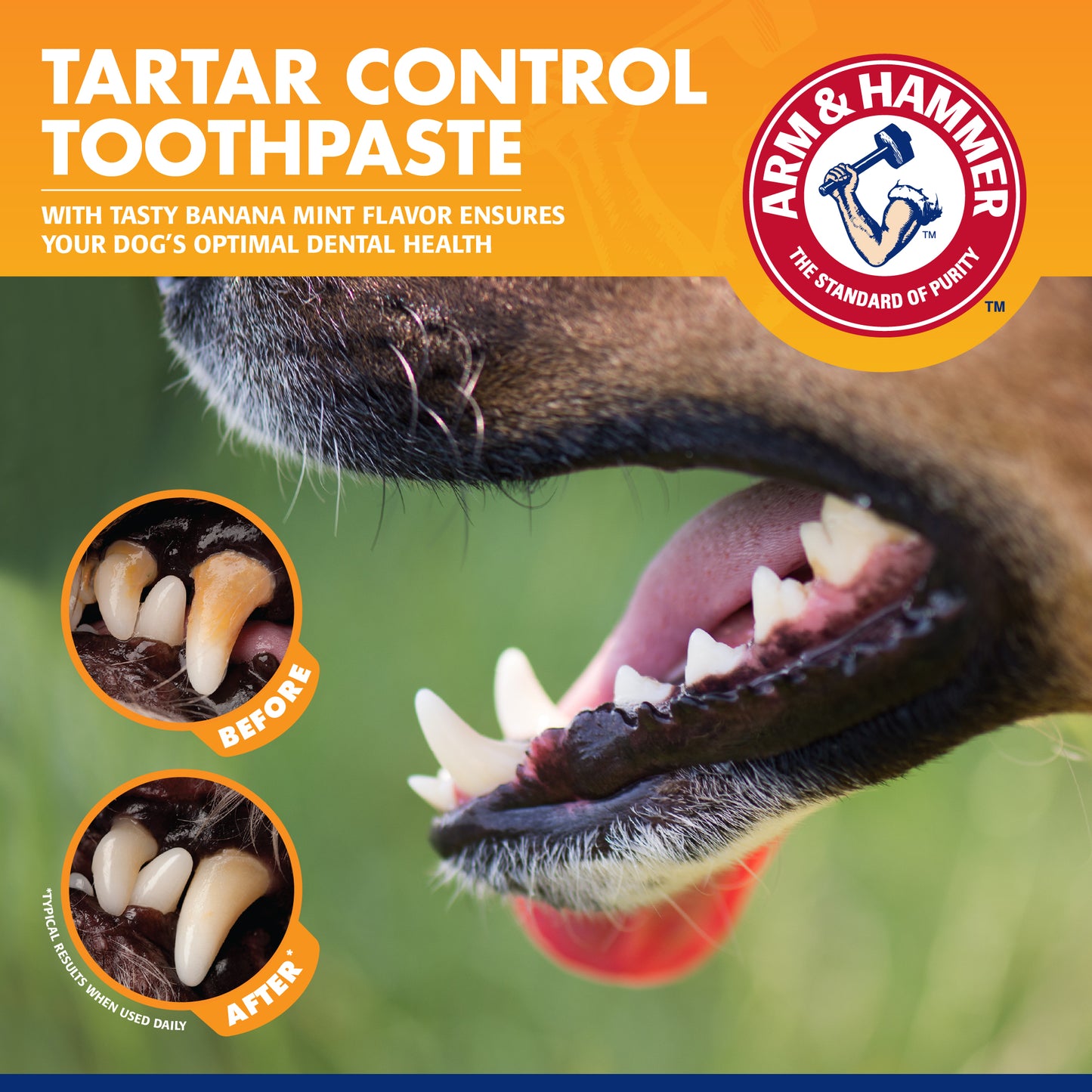 Arm & Hammer Tartar Control Dental Care Kit for Dogs - Banana Flavor (Toothpaste + Toothbrush + Finger Brush)